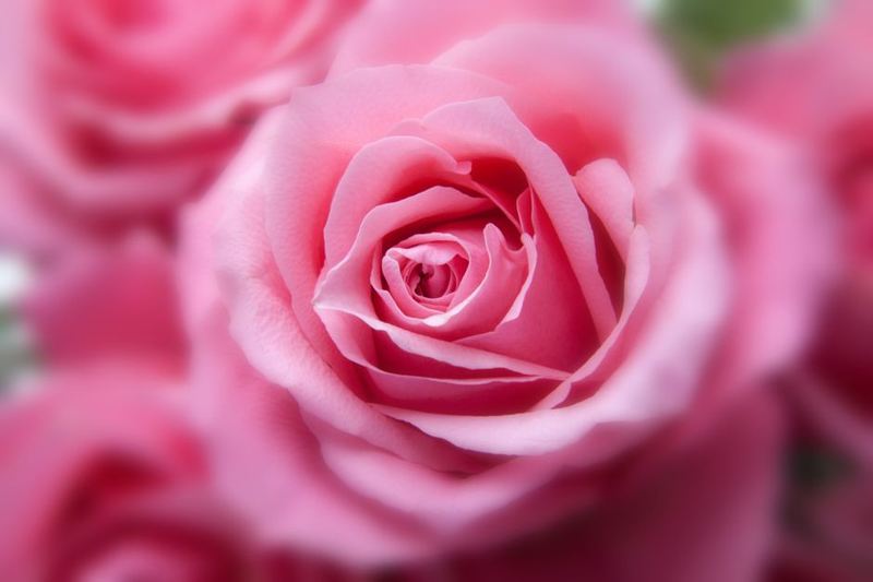 Single Rose Stem
