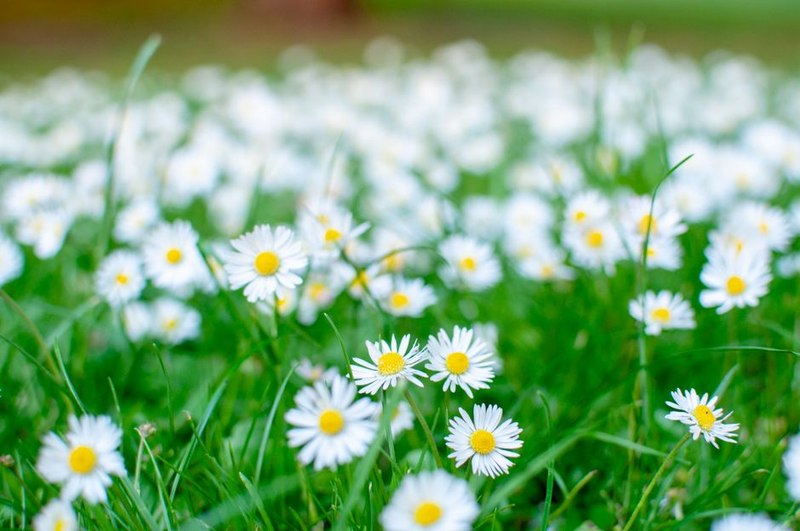 Sunny Daisy Posy